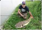 Japanese catfish