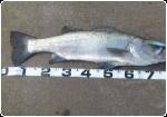 Eimann Minnow 120