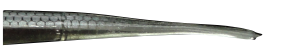 tail 02