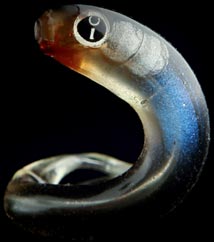 softbaits Gastronomic Worm